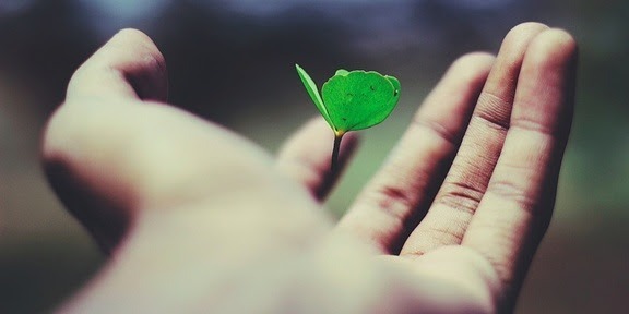 holding a plant shoot