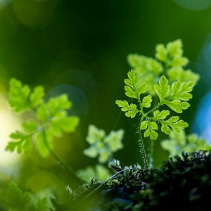 Little green plants reaching for the light