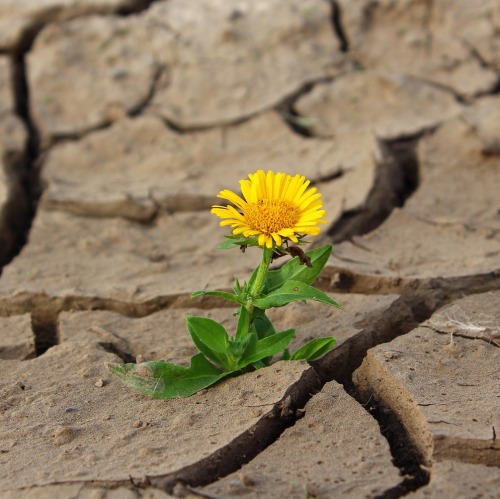 A small yellow dandelion with bright yellow petals and green leaves growing through cracks in dry, cracked earth
